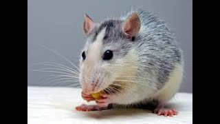 Little house mouse eating cheese in carton box #mouse #mice#rat#cheese#shorts #beautyofnature #cute