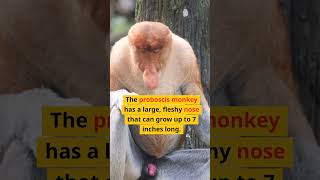 The Proboscis Monkey.. #shorts