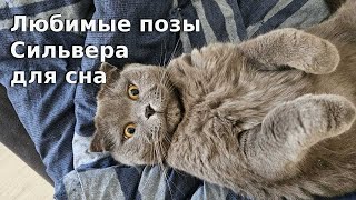 Любимые позы Сильвера для сна