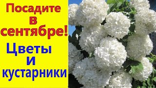 Что посадить в СЕНТЯБРЕ? Цветы и кустарники, которые можно сажать осенью.