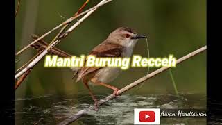 Masteran Burung Ciblek Gunung Ngebren AK47