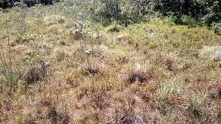 Soltando o gado em outro ária de pasto 🐄🐄🐄...