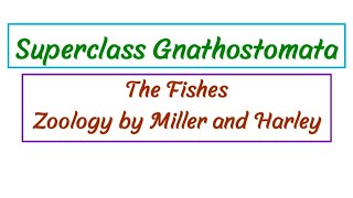 Superclass Gnathostomata / Jawed Vertebrates