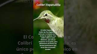 Colibrí Espatulilla! El Equilibrio Absoluto! #ColibríEspatulilla #aves #reinoanimal