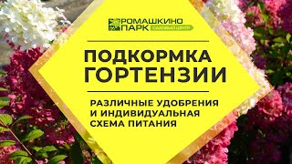 Удобрение для гортензий: готовые препараты и индивидуальная схема питания