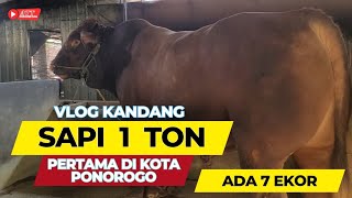 GREBEK KANDANG SAPI 1 TON❗ ADA 7 EKOR DI JUAL SEMUA #vlog1