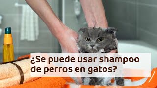 ¿Se puede usar shampoo de perros en gatos? - ¡Descúbrelo!