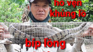 Rắn hổ vện khủng lồ bíp lồng. Thăm bẫy rắn . giant snake.visiting snakes