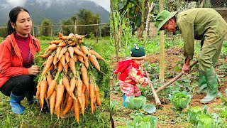 Harvesting carrots to sell - gardening - taking care of pets