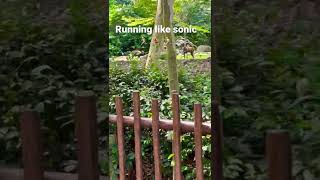 Spotted hyena at Singapore Zoo