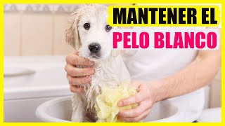 Consejos para mantener el pelo blanco de mi perro