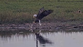 SWFL Eagles 10-20-24. M15 & F23 Work the Evening Shift! F23 is Beautiful at the Pond; Both Get Sips!