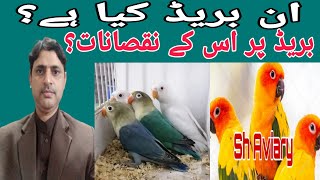 What is inbreed and it's demarits?انبریڈ کے نقصانات  اور ان کا حل؟