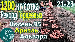 🏆 Рекордный урожай 🥔 Сбор урожая 26 сортов картофеля в жарком климате: Альвара, Ариэль, Косень 95