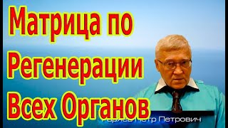 Редкая и Единственная Матрица по Регенерации Всех Органов.