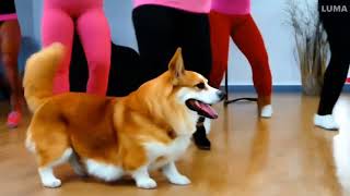 Cute Corgi at Zumba class  - AI video - deep fake - dream machine - Luma