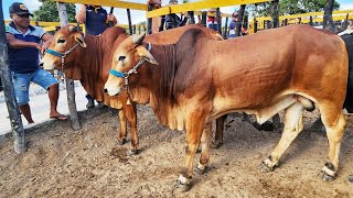 GADO TOP NO BOLA EM PANELAS-PE  22-09-2024 #nordeste