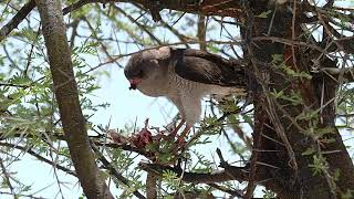 Dark Chanting Goshawk feeding Namibia