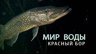 Красный Бор. Мир воды. Фильм