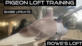 Pigeon Loft Training,