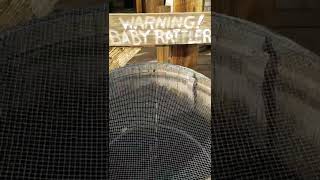 Warning! Baby Rattlers