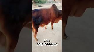 Qurbani Cow 2024 #qurbqni #qurbani2024 #cowforsaleonyoutube