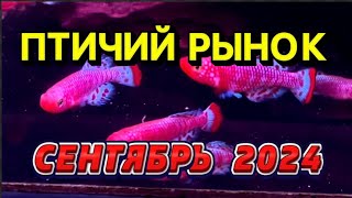 ПТИЧИЙ РЫНОК САДОВОД, МОСКВА, ОБЗОР СЕНТЯБРЬ 2024. Обзор павильонов, которые выбираю я.