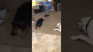 Funny Dogs 😂 Try Not To Laugh Challenge 19#shorts