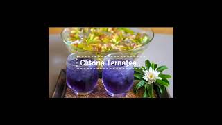 Clitoria Ternatea! beneficios, bebida probiotica e infusión! #recetas #plantasmedicinales #clitoria