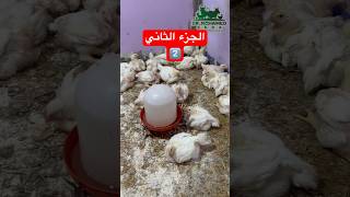 الفراخ 🐔 بتنكش في العلف ومش بتاكل علف ❌ الحل سهل وسريع مع الدكتور ✅ #دواجن #فراخ #دجاج