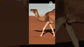 Unt camel #facts #sciencefacts #animals #shorts #short #camel