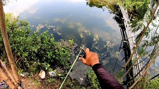 ikan Kakap Emang Sialan Giliran Di Cari Susahnya Minta Ampun Giliran Gk Di Cari Malah Nongol Sendiri