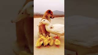 Cute Animals#shorts#dog#duck#love#subscribe