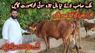 Beautiful Milking Cows For Sale By Malik Razmat from Haripur || My Life Channel