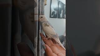 Baby Budgie | Newborn | Budgie Love | Sensitive Budgies | Australian Birds