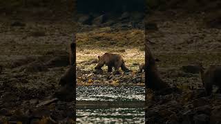 Mama and Cub Grizzlies. #nature #grizzlies #britishcolumbia