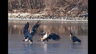 BALD EAGLE JUVENILES MYSTIC LAKES 2060 WED. FEB. 21, 2024 7878 7886