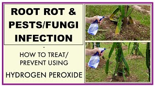 How to Treat ROOT ROT and PEST/FUNGI INFECTION in Your Garden (Organically Using Hydrogen Peroxide)