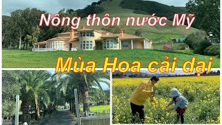 NÔNG THÔN NƯỚC MỸ , MÙA HOA CẢI DẠI Ở MORGAN HILL CALIFORNIA