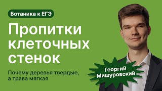 7.4. Пропитки клеточных стенок | Ботаника к ЕГЭ | Георгий Мишуровский