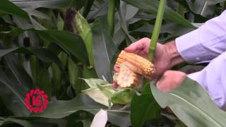 Why choose Wizard maize?