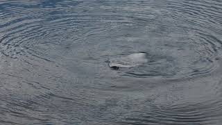 Large skate off Raasay