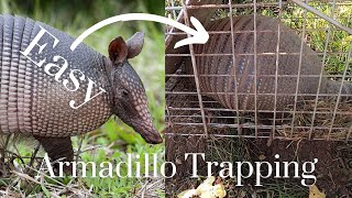 How to Trap an Armadillo the Easy Way - No Bait Required