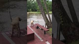 Dogs (Buster & Jazz) panic when owner swings out and falls into lake, then swim out to rescue him.