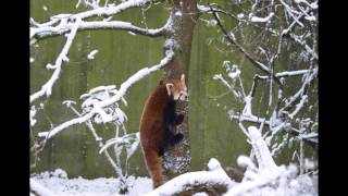 Chester Zoo in the Snow 2013