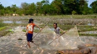 Wow! Amazing Top 5 Fishing Videos - Cambodia Traditional Fishing - Popular Fishing in Cambodia #09