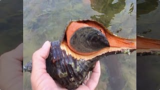 fishing #conch #short #shorts