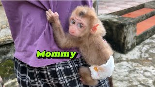 Baby monkey Tina hugged her mother tightly because she wanted to follow her