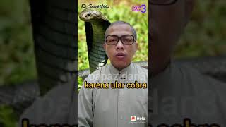 cara menghadapi Ular Kobra yang berbisa.