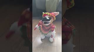 Animated Mexican Dog